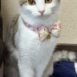 結愛（ゆあ）ちゃん