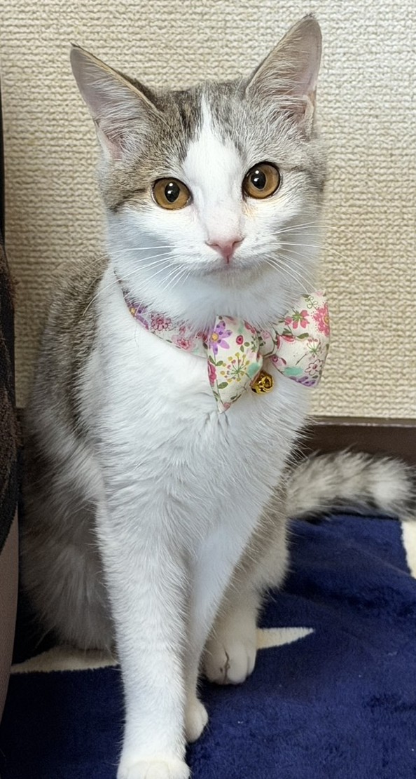 結愛（ゆあ）ちゃん