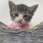 つくねちゃん
