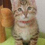 ねこまるくん