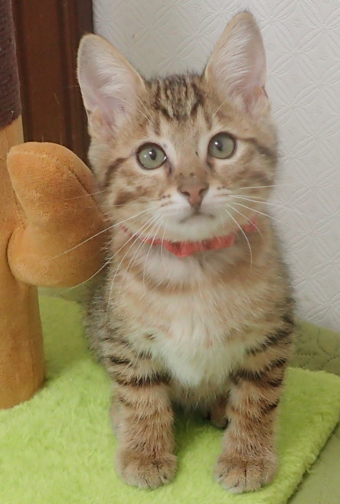 ねこまるくん