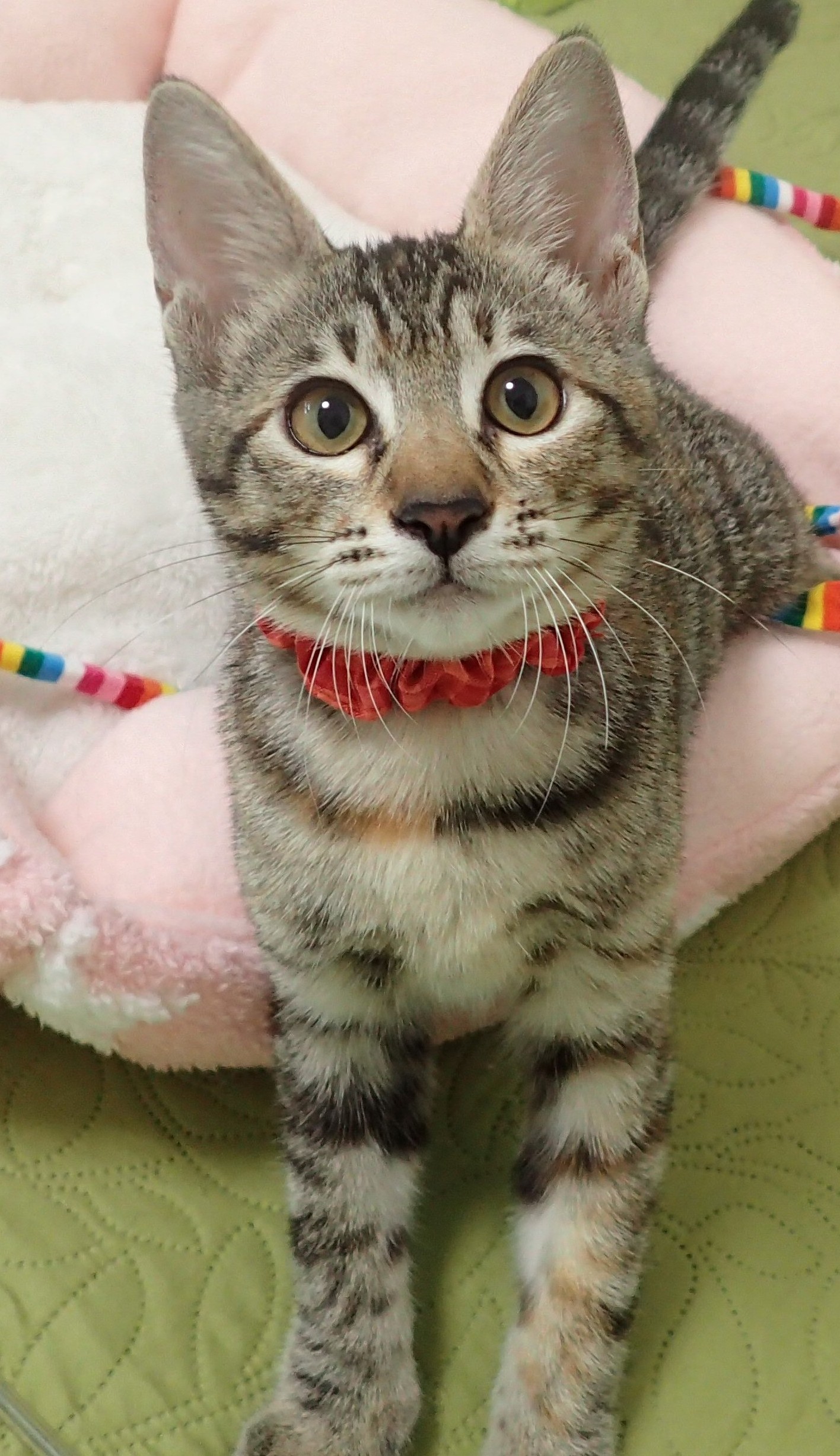 ののこちゃん