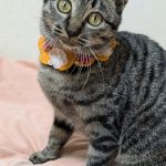 パンジーちゃん