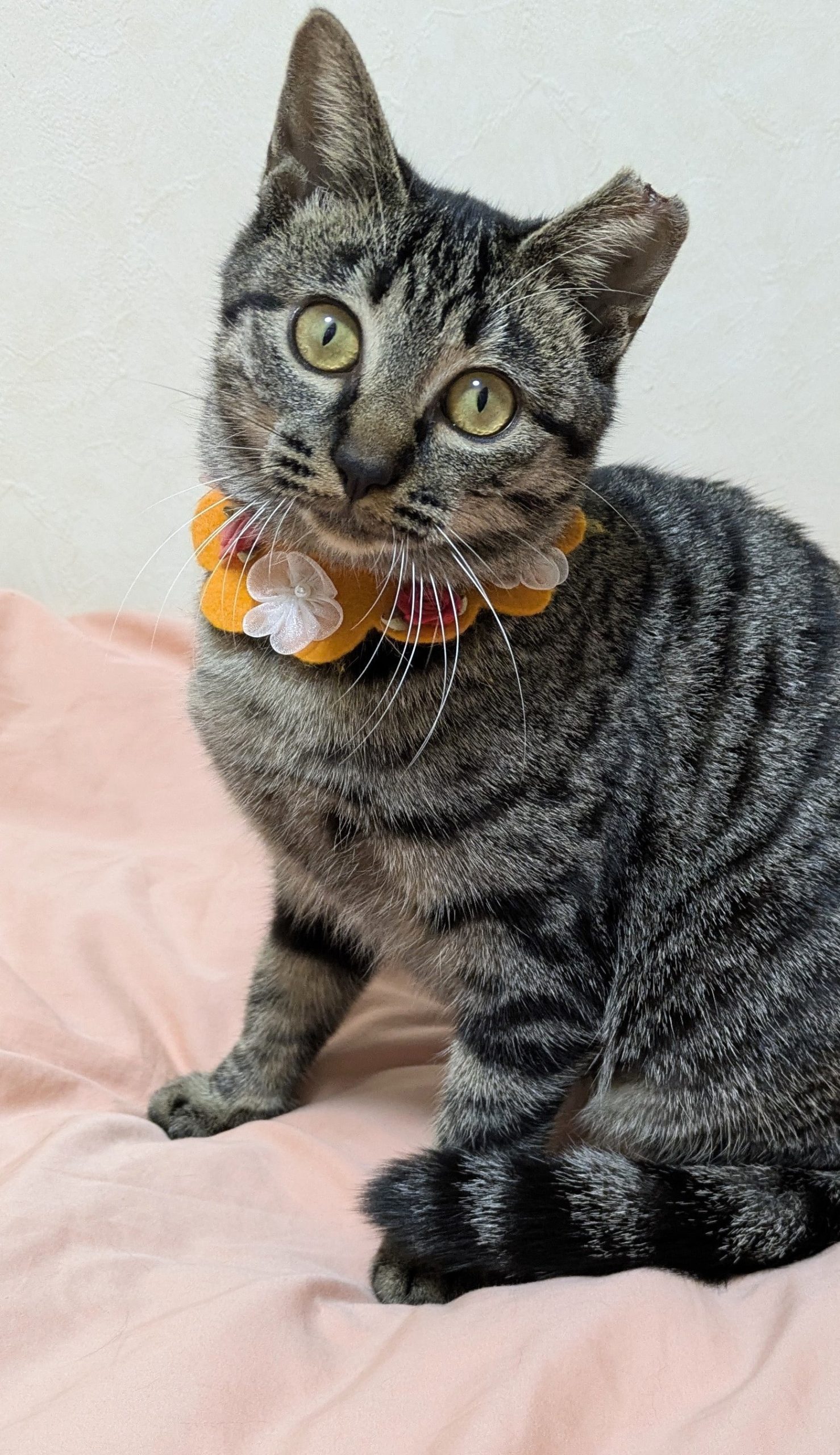 パンジーちゃん