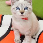 ころっこちゃん