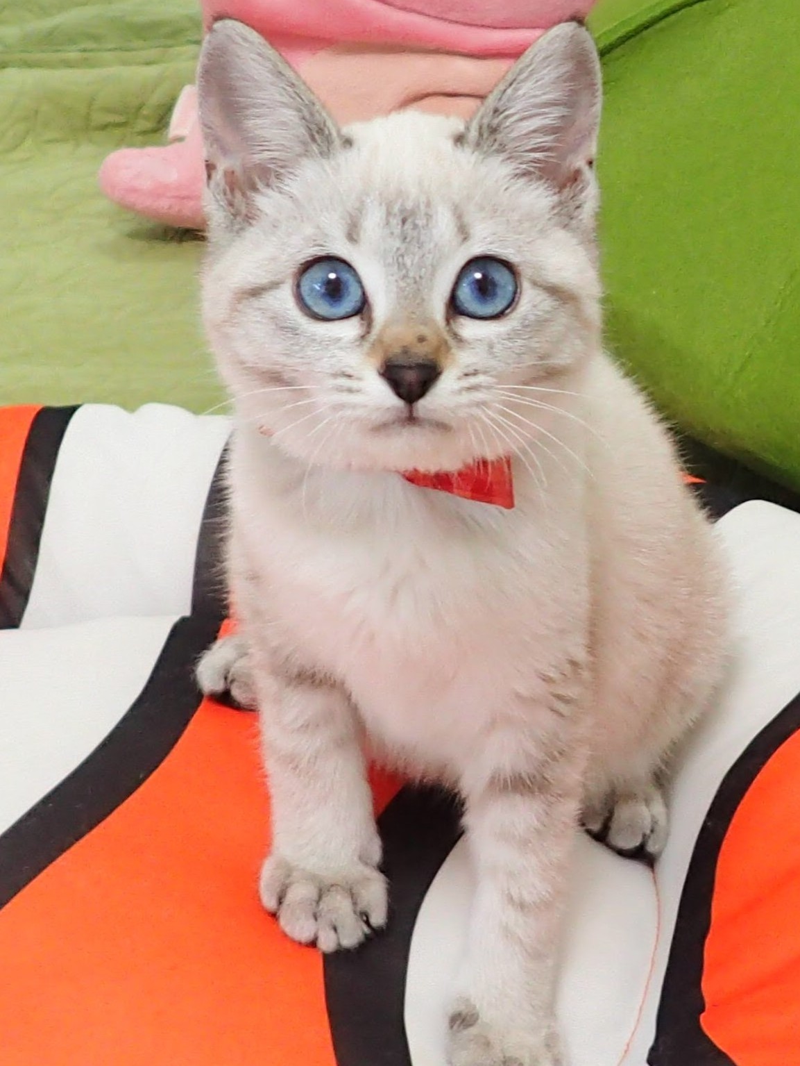 ころっこちゃん