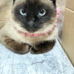 シャンプーちゃん