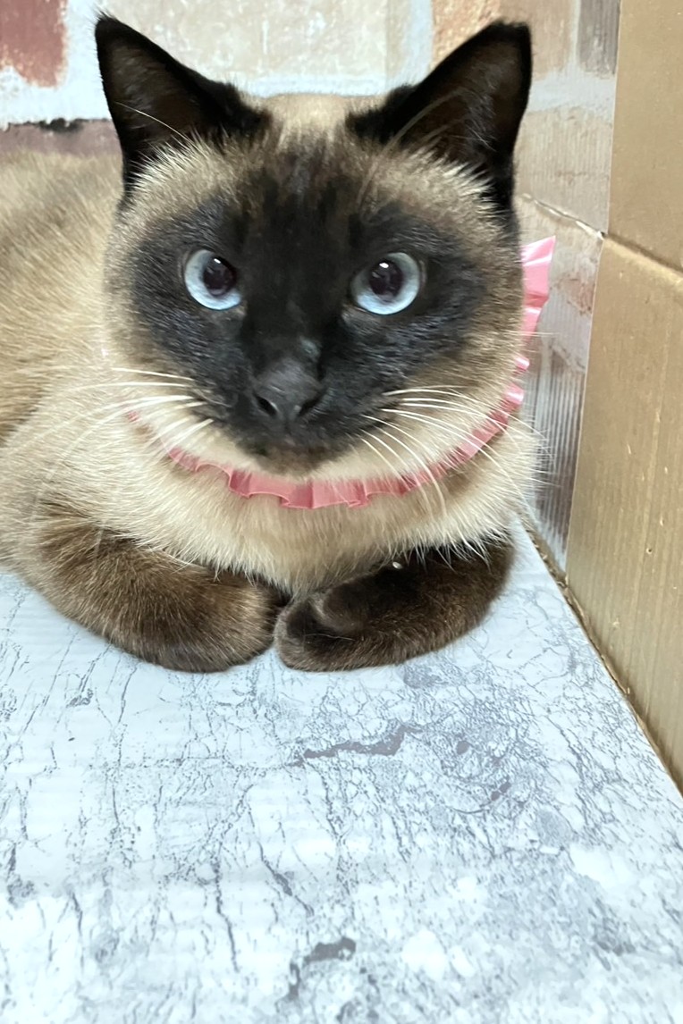 シャンプーちゃん