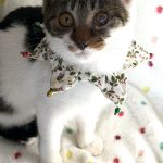 心花（こはな）ちゃん