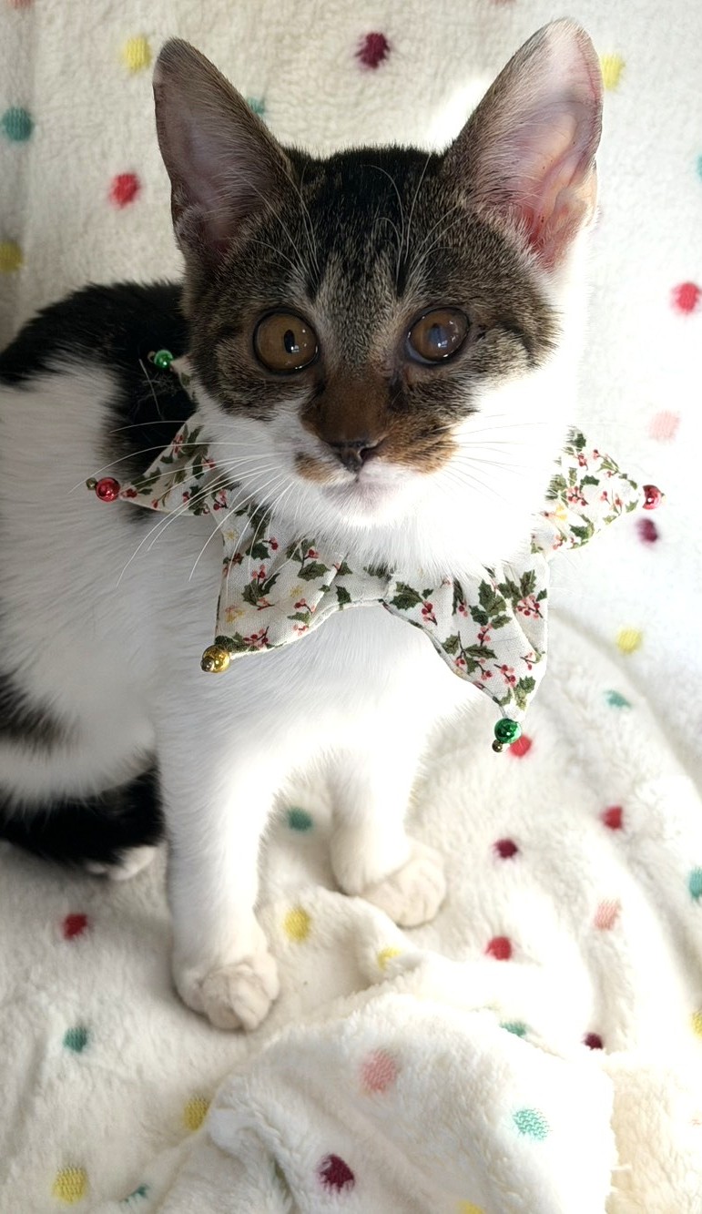 心花（こはな）ちゃん