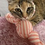 さくらこちゃん