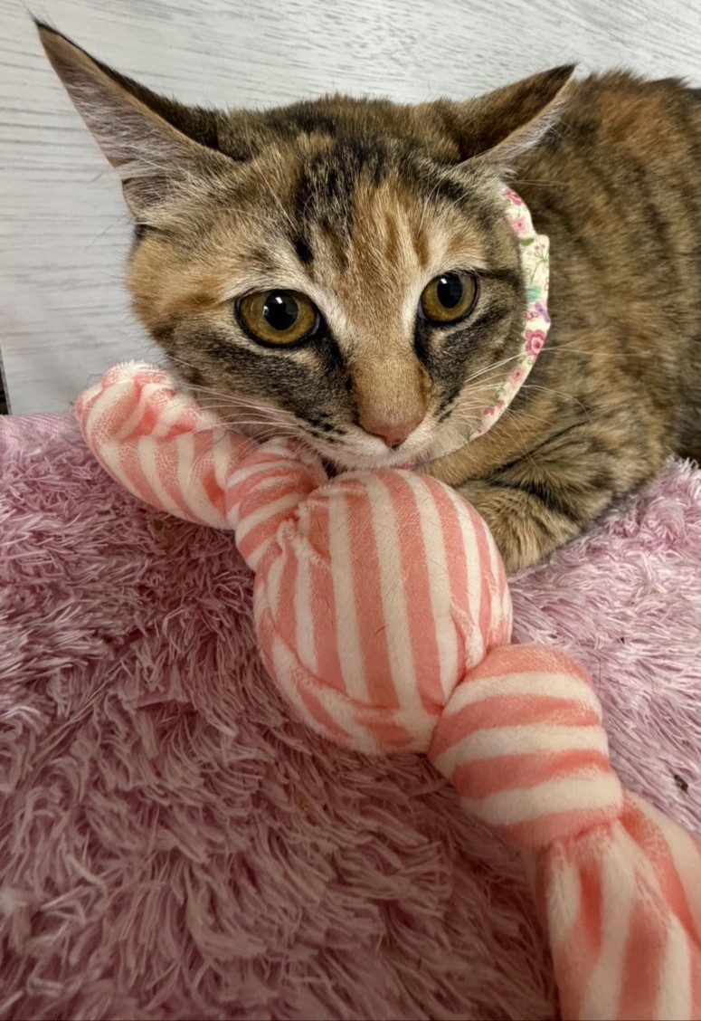 さくらこちゃん